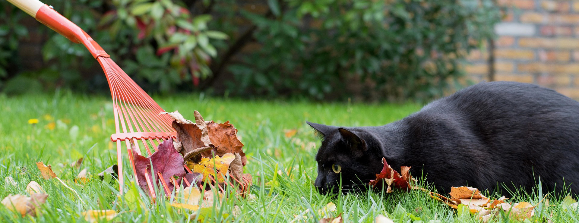 Tuincentrum Coppelmans 4 Tuincentrum Coppelmans -Tuincentrum Coppelmans black cat 7245859 1920