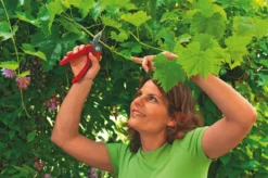 WOLF-Garten Aambeeld Snoeischaar Comfort Plus RS2500 5 WOLF-Garten Aambeeld Snoeischaar Comfort Plus RS2500 -Tuincentrum Coppelmans wolf garten aambeeld snoeischaar comfort plus rs2500 1619177787 1 l